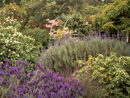 Naked Rose Arch